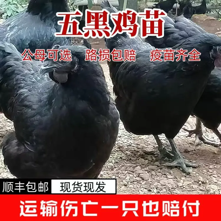 五黑鸡活苗乌鸡盐津乌骨鸡活苗正宗五黑鸡活苗观赏鸡宠物鸡黑凤鸡