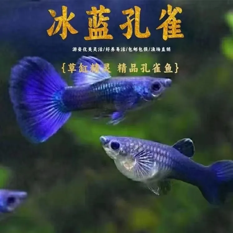 冰蓝孔雀鱼可繁殖种鱼成鱼胎生鱼斑马鱼天使鱼观赏鱼孵化器热带鱼