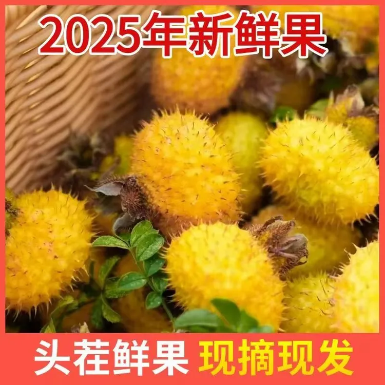 贵州当季现摘现发刺梨鲜果维C满满泡酒榨汁食用酸甜可口发货新鲜