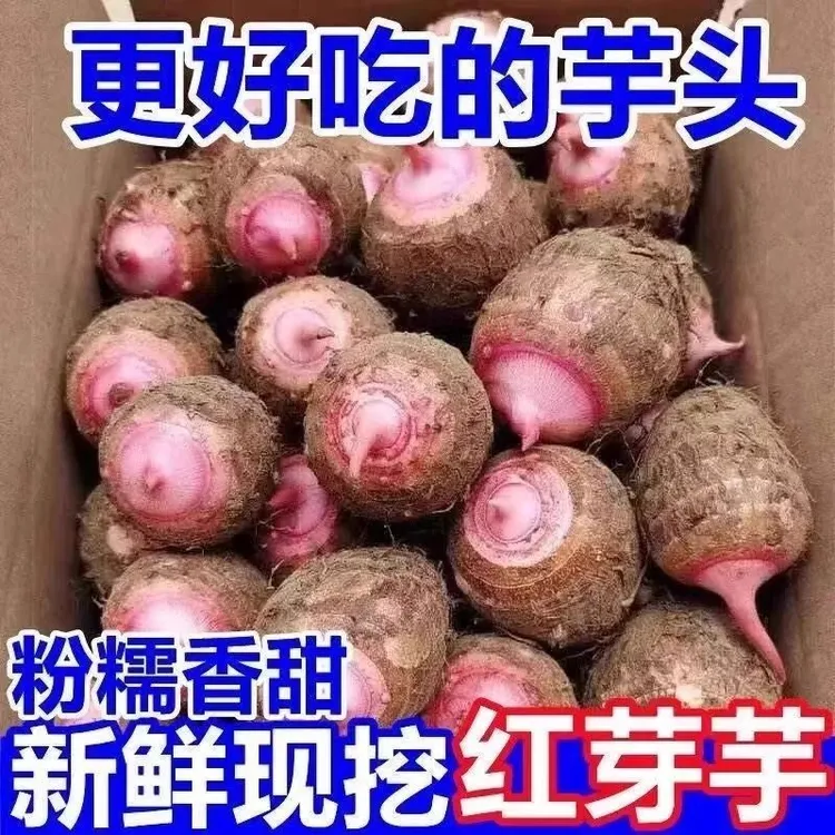 浙江金华红芽芋艿新鲜现挖软糯毛芋头香芋小芋头红芋艿5/斤芋头
