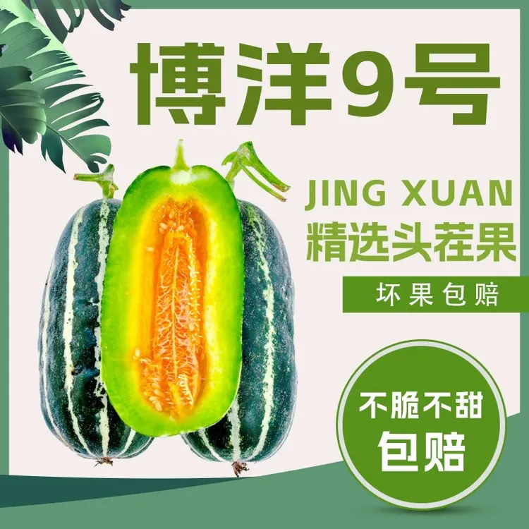 【京东包邮】山东头茬博洋9号甜瓜羊角蜜瓜新鲜水果现摘香瓜