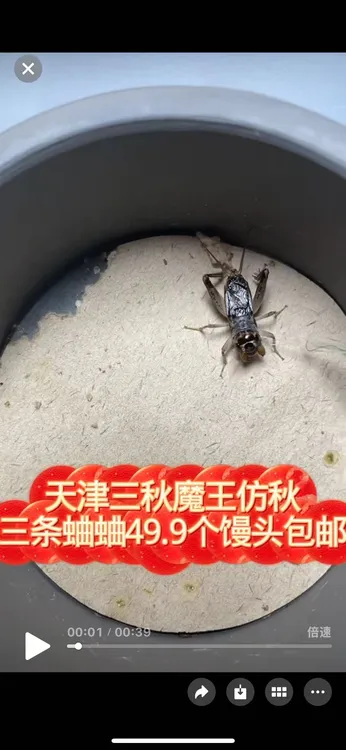 三秋雅趣宠物食品（蟋蟀）