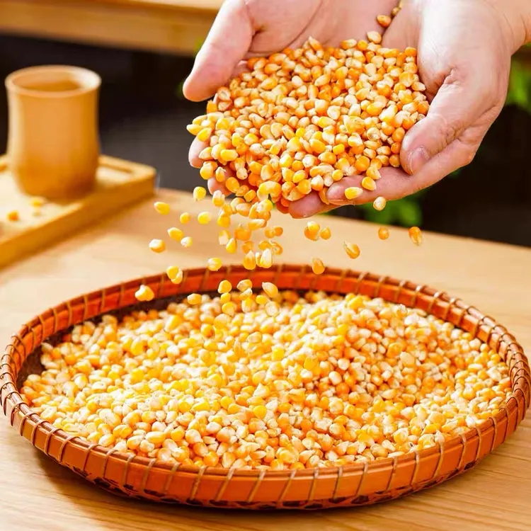 新疆金豆子爆米花玉米粒【只有玉米粒500g一包】自制爆米花原料