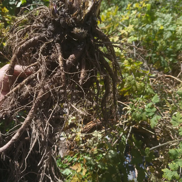 甘肃新鲜当归农户自家种植新鲜当归现挖