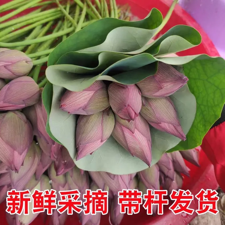 新鲜荷花鲜花现摘现发带杆花苞花卉莲花鲜切花骨朵可供佛鲜花真花