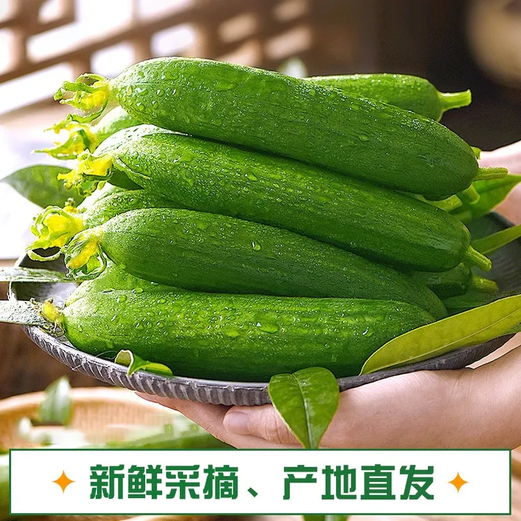 山东水果黄瓜现摘现发即食小黄瓜新鲜清脆3斤