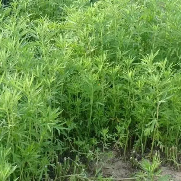 【藜蒿种子】四季种植盆栽地栽阳台小院种植茼蒿菜种子