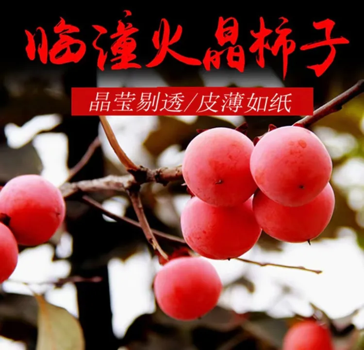 正宗陕西临潼火晶小蜜柿软甜无核火晶柿子应季新鲜水果