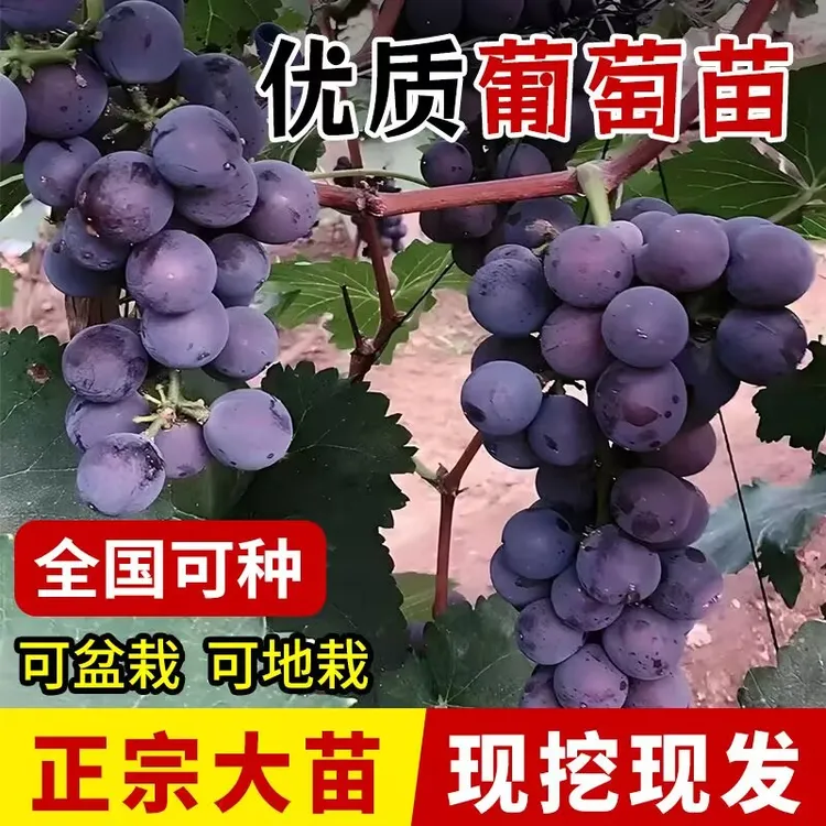 拍1发2裸根 葡萄苗 巨峰葡萄果树苗阳光玫瑰葡萄苗蓝宝石葡萄树苗