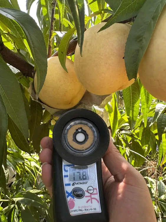 应季新鲜现采冰糖脆蜜桃，脆甜多汁，蜜香味浓郁