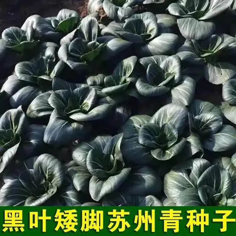 黑叶矮脚苏州青种子油菜种籽菜籽小青菜白菜蔬菜孑青梗上海青大全