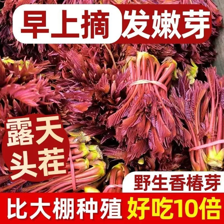 【2025】今年新香椿鲜嫩芽头新鲜应季蔬菜农家香椿叶一整箱顺丰包邮