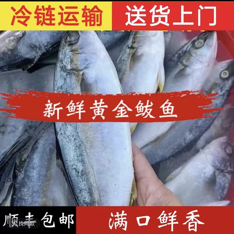 新鲜黄狮鱼海鲜黄金鲅鱼甘油鱼美味红烧香煎佳选