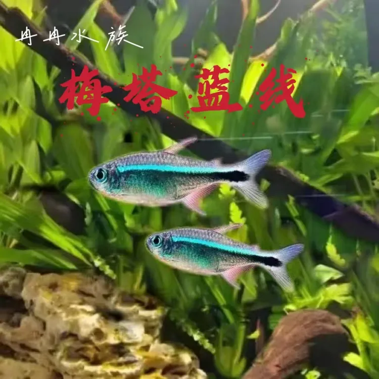 灯科鱼 梅塔蓝线  哥伦比亚梅塔