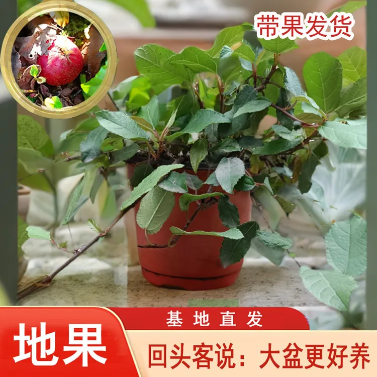 重庆野地瓜地枇杷庭院铺设净化空气地苗地石榴四季盆栽