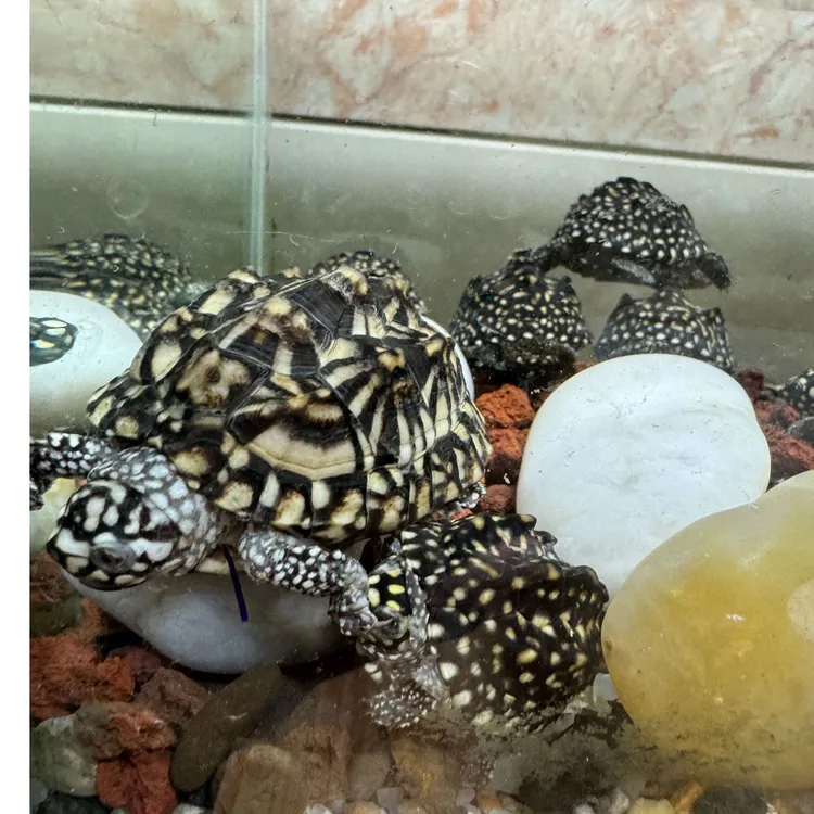 满天星斑点龟深水龟水族宠物龟高背基因龟