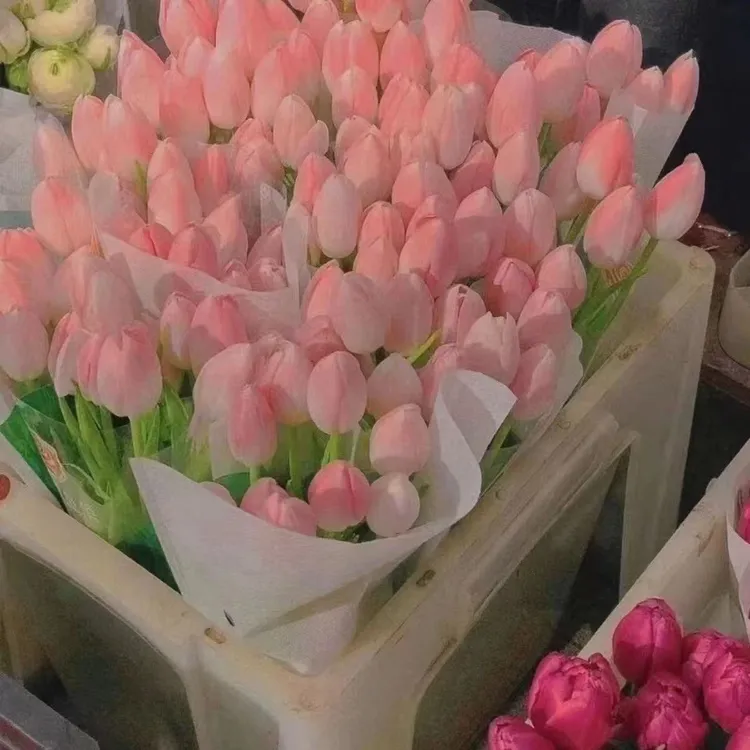 进口郁金香种球四季好养活耐寒5度球郁金香种子水培盆栽花卉植物