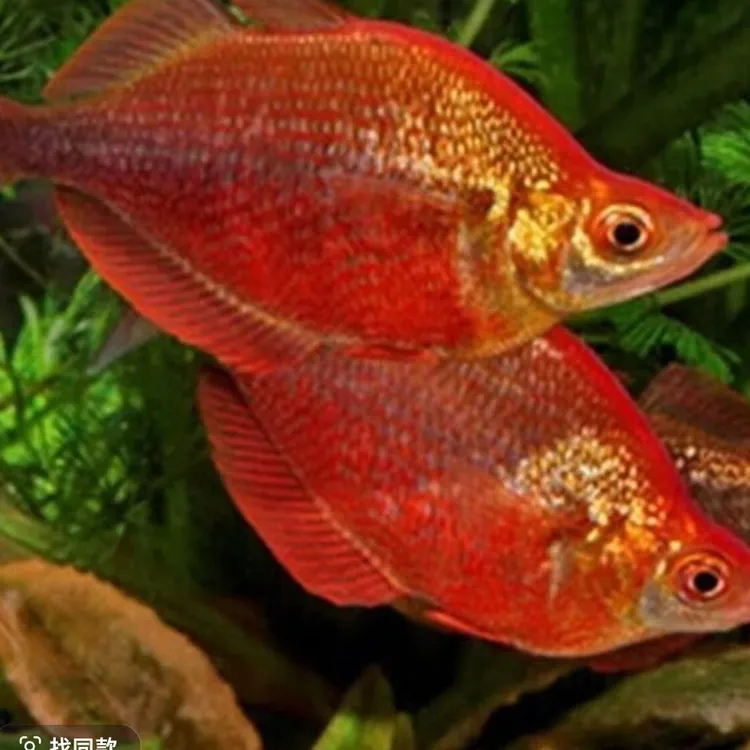 红苹果美人观赏鱼适合草缸南美缸群游鲜活易养鱼观赏鱼南美鱼紫红