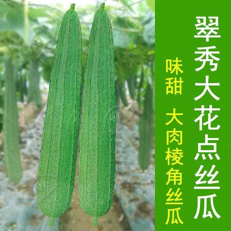 大肉棱角丝瓜种子 花点丝瓜 甜丝瓜 蔬菜种子 八角丝瓜种子菜种籽