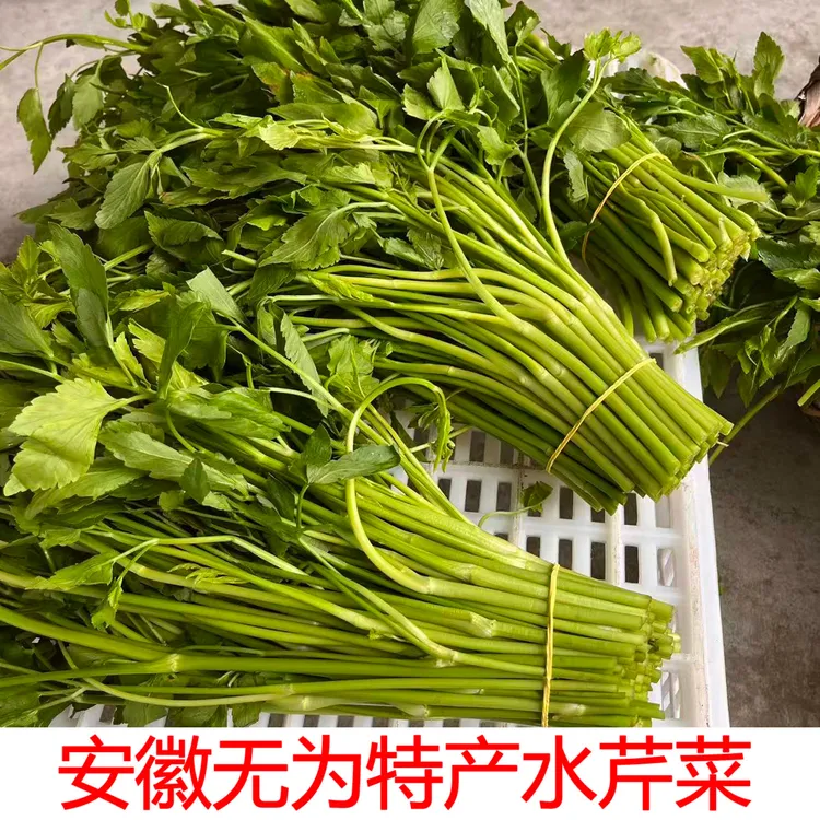 安徽无为特产新鲜蔬菜无为水芹菜水青菜芹菜现采摘现挖1份起包邮