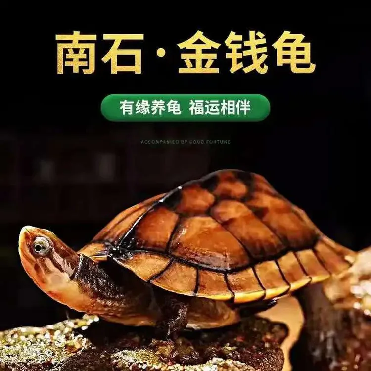 稀有观赏金钱龟纯种金钱龟活物乌龟宠物乌龟活体