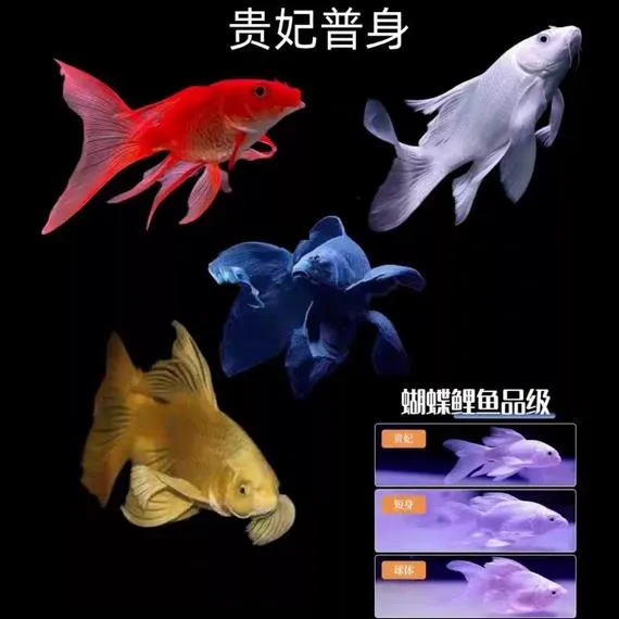 精品蝴蝶鲤龙风普身贵妃观赏鱼冷水鱼锦鲤招财鱼鱼苗金鱼好养包活