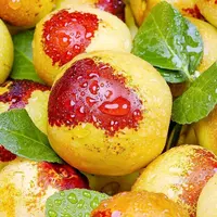 沾化冬枣包邮新鲜脆甜5斤口感保鲜发 助农链接