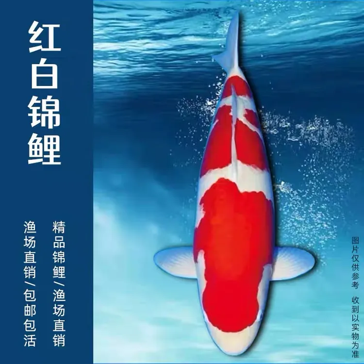 15-18公分实发3条商品级别锦鲤包邮活体小中型好养耐活高档观赏鱼