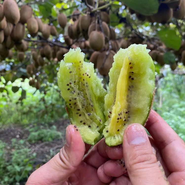 绿心猕猴桃（小果试吃装）