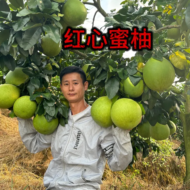 正宗嫁接好的红心蜜柚苗（一年祼根）