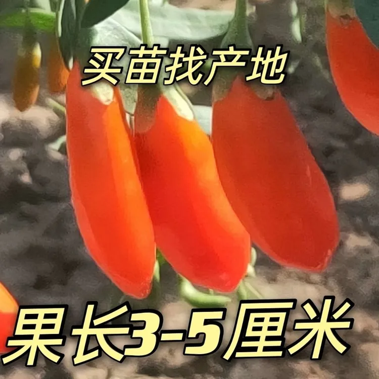 黑枸杞树桩宁夏大果枸杞树苗盆栽地载庭院绿植室内盆栽