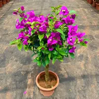 安格斯云南紫接受少量掉花掉叶【50-60厘米高度】