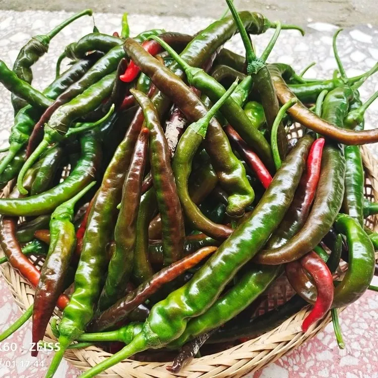 湖南土辣椒小个头香辣农家辣椒种子蔬菜青辣椒红辣椒辣椒