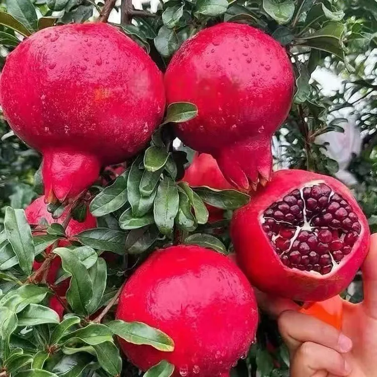 正宗大果突尼斯软籽黑籽无籽石榴树苗南北方盆栽地栽庭院种植耐寒