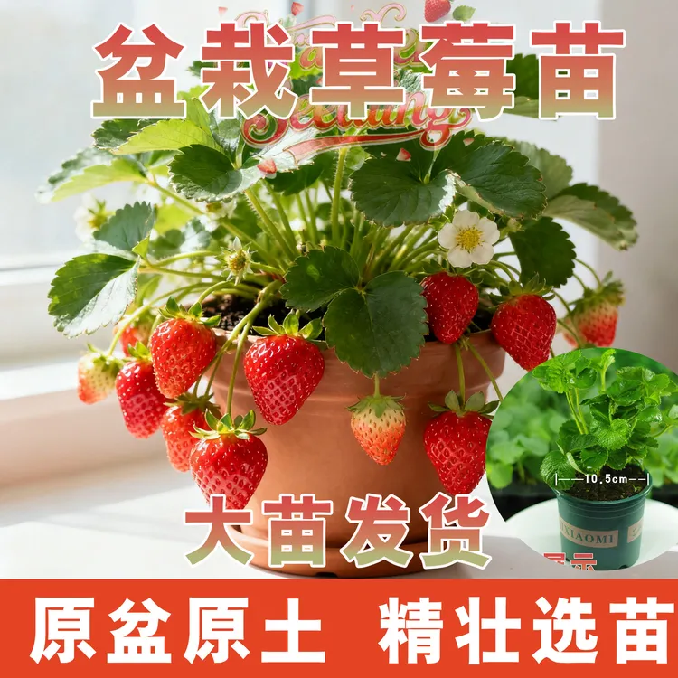 草莓苗四季盆栽阳台可种奶油红颜章姬当年结果带原盆原土可食用