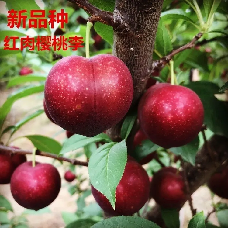 樱桃李树苗樱桃与李子结合樱桃苗李子树苗南方北方种植地栽盆栽