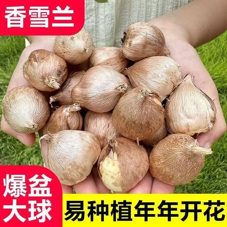 新疆包邮-耐寒耐热浓香型重瓣香雪兰种球四季开花花卉盆栽