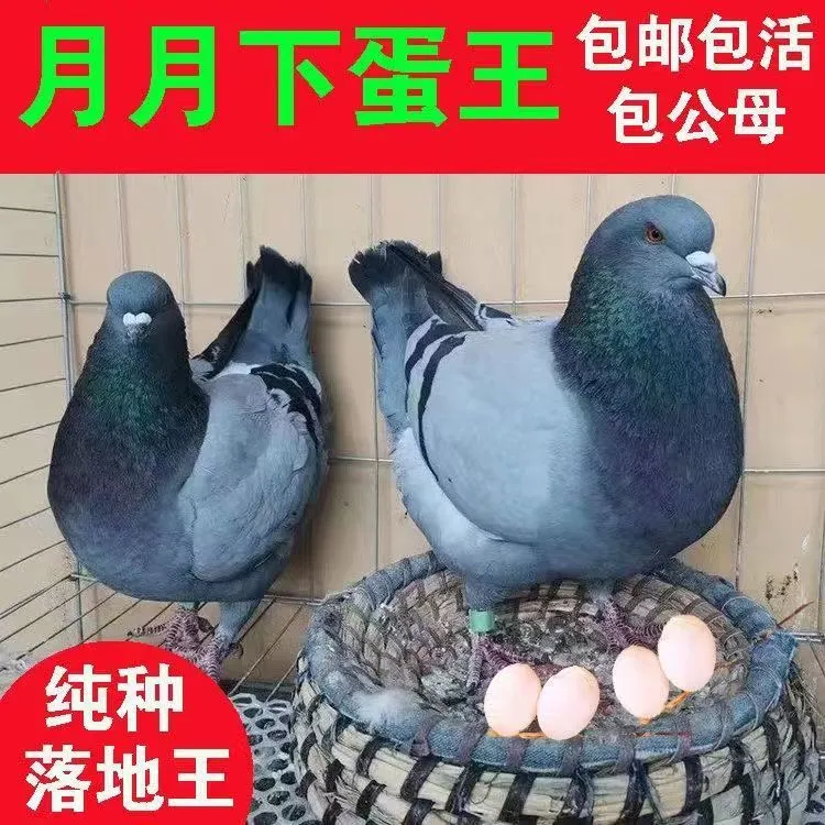 特大型鸽子活苗批发种鸽青年鸽元宝落地王鸽子精品厂价直销一公母