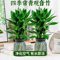 【买一送一】水培观音竹室内盆栽四季好养易活净化清新空气北欧风