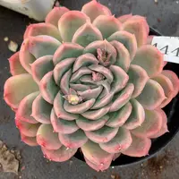 4441杂交多肉老桩