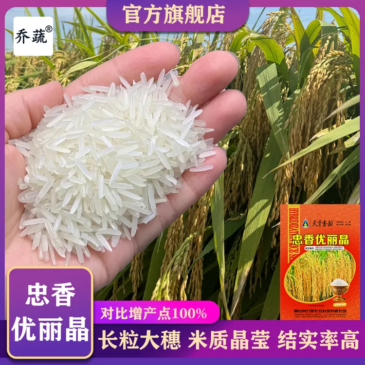 国审透明度一级稻忠香优丽晶水稻种子增产点100%大穗稻谷种籽