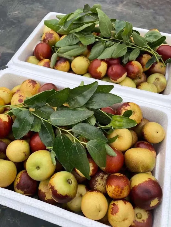 新鲜冬枣沾化冬枣露天礼盒礼袋水果现摘现发大果红果生鲜农副产品