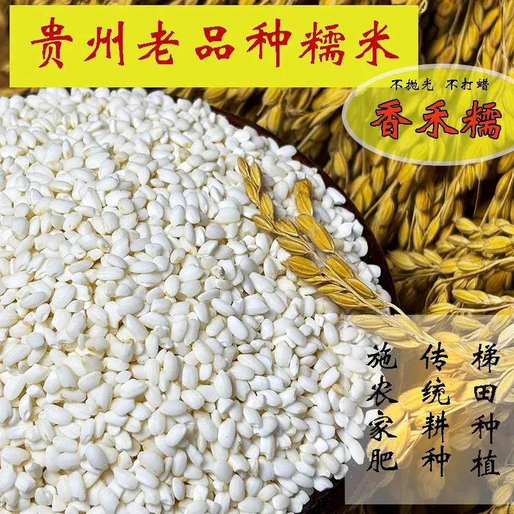 贵州高山农家香禾糯米古老品种传统种植做粽子糍粑糯米