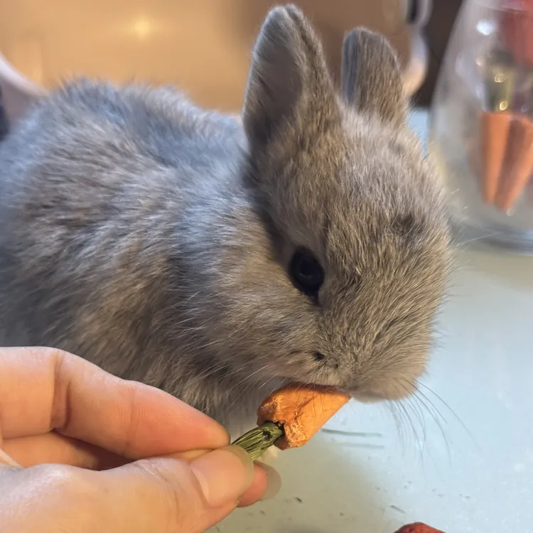 稀有淡紫色侏儒兔宠物兔儿童宠物居家