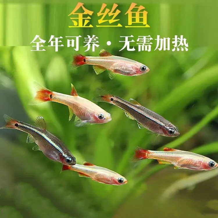 红尾鱼瑰丽金丝白云金鱼原生鱼冷水鱼耐低温鱼草缸群游鱼热带鱼观