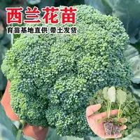 正宗西兰花秧苗带土发货四季高产盆栽地栽南北方种植耐寒蔬菜秧苗