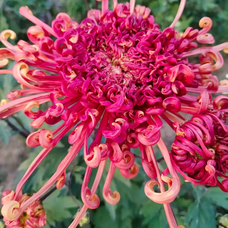 洛浦浦琴九月菊好养易活适合阳台庭院种植