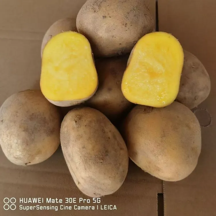 贵州黄心土豆烙锅必备炒家常菜随意烹饪健康美味营养