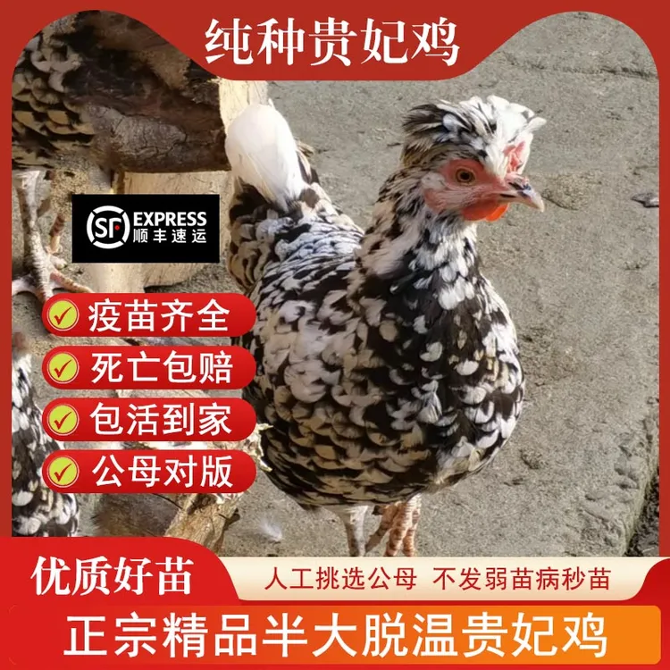 宠物鸡纯种贵妃鸡苗宫廷贵妇鸡小鸡活苗半大青年鸡贵妃鸡脱温苗