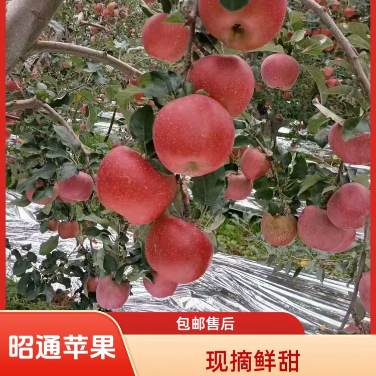云南昭通冰糖心丑苹果2001新鲜现摘脆甜多汁当季水果